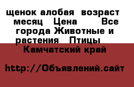 щенок алобая .возраст 1 месяц › Цена ­ 7 - Все города Животные и растения » Птицы   . Камчатский край